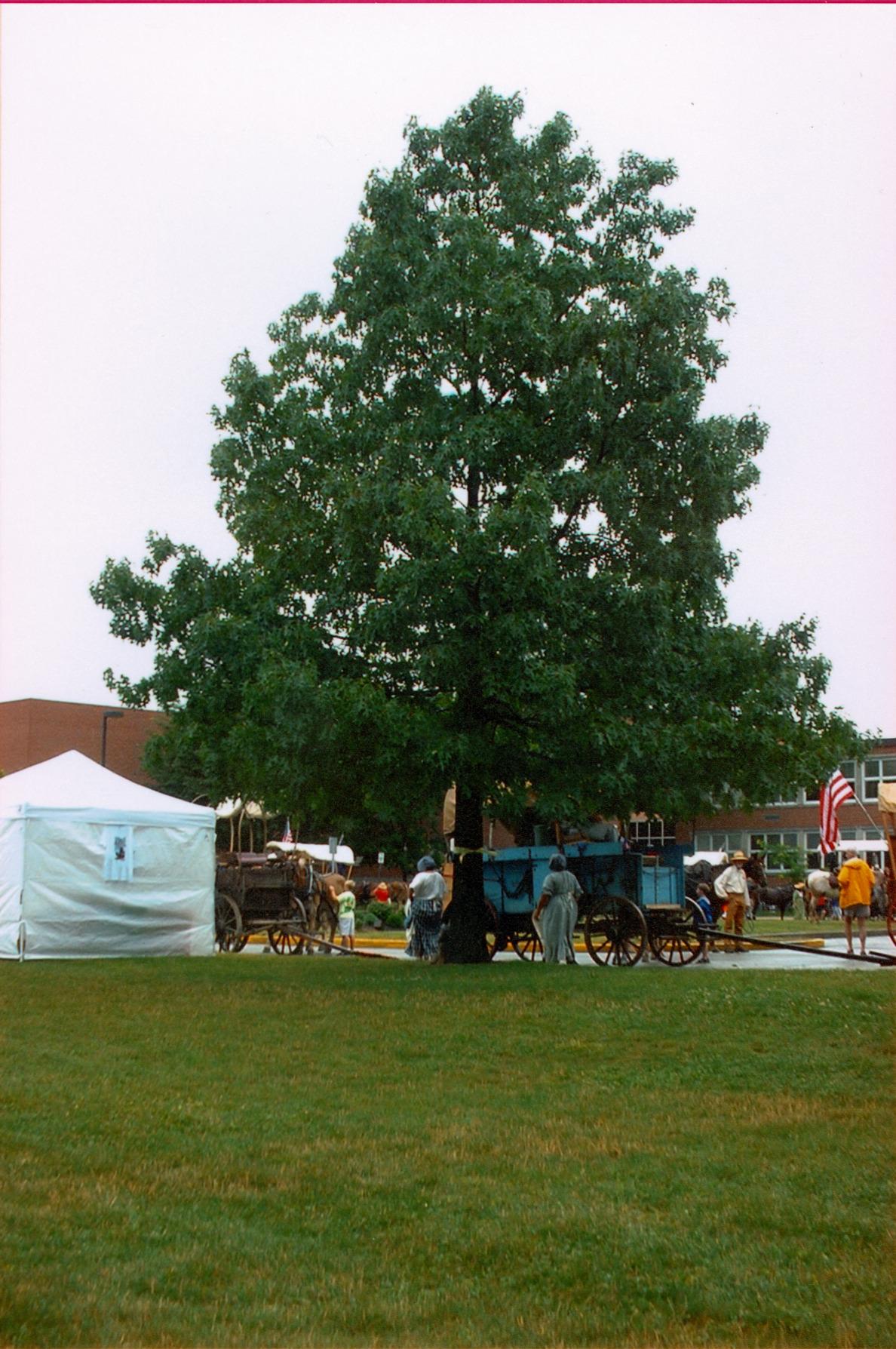 Bicentennial Charter Oak