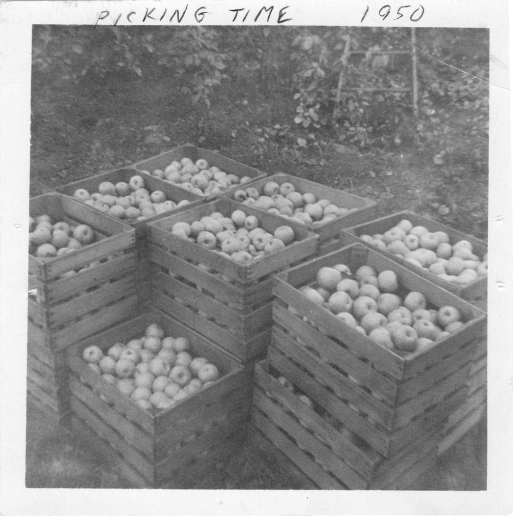 Photograph Labeled “Picking Time” of Apples on the Brown Fruit Farm