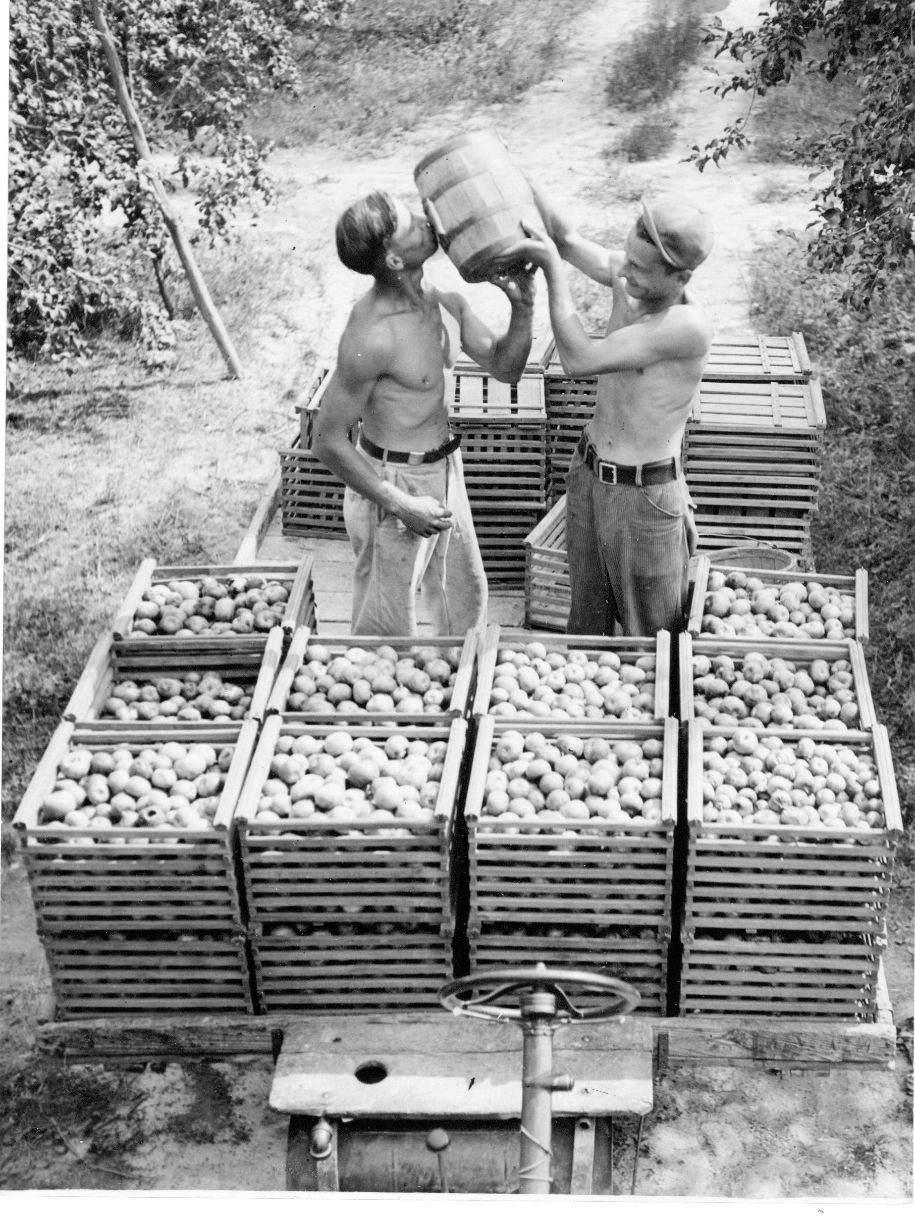 Photograph of Apple Pickers Drinking at the Brown Fruit Farm