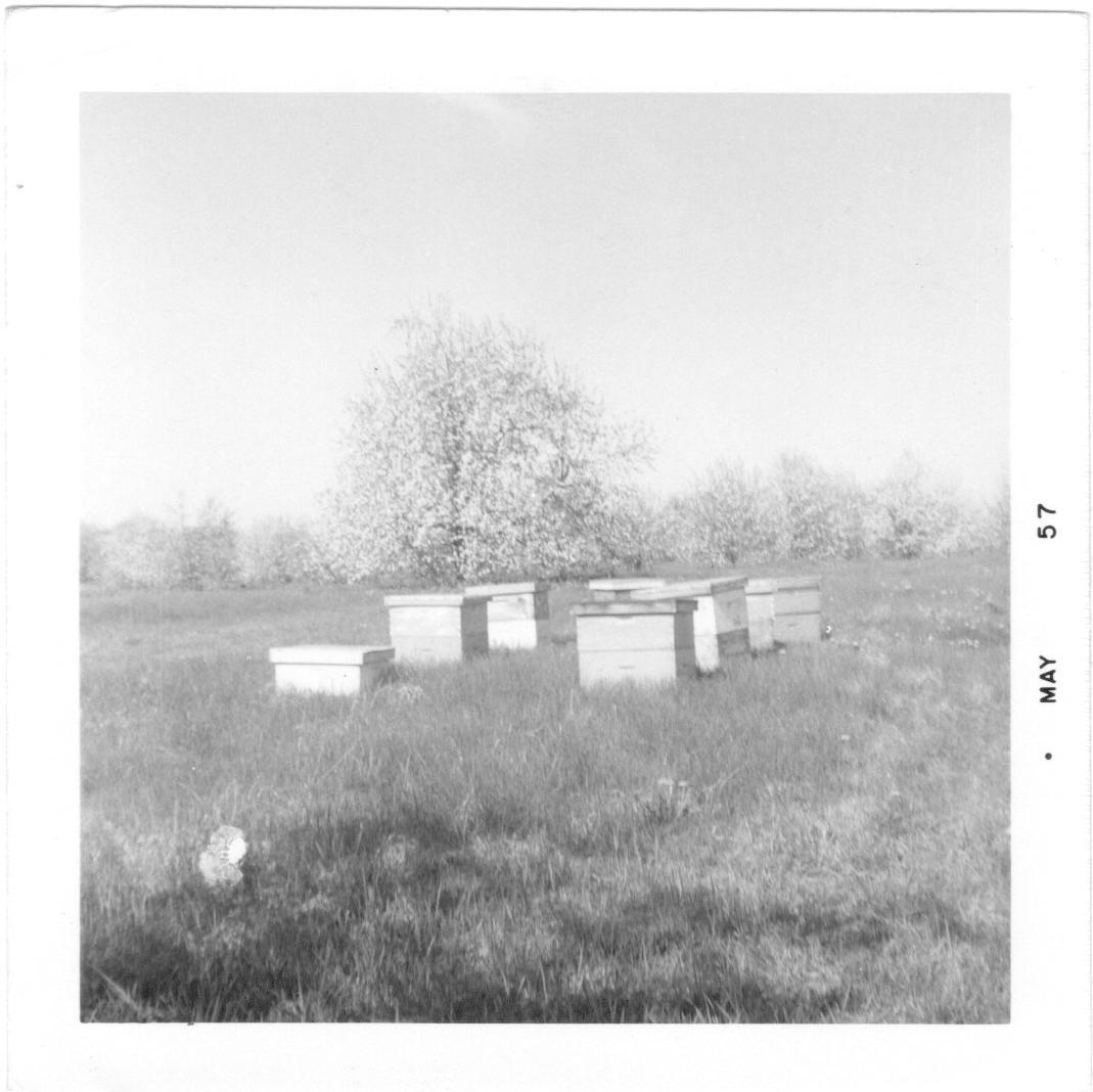 Photograph of Beehives at the Brown Fruit Farm