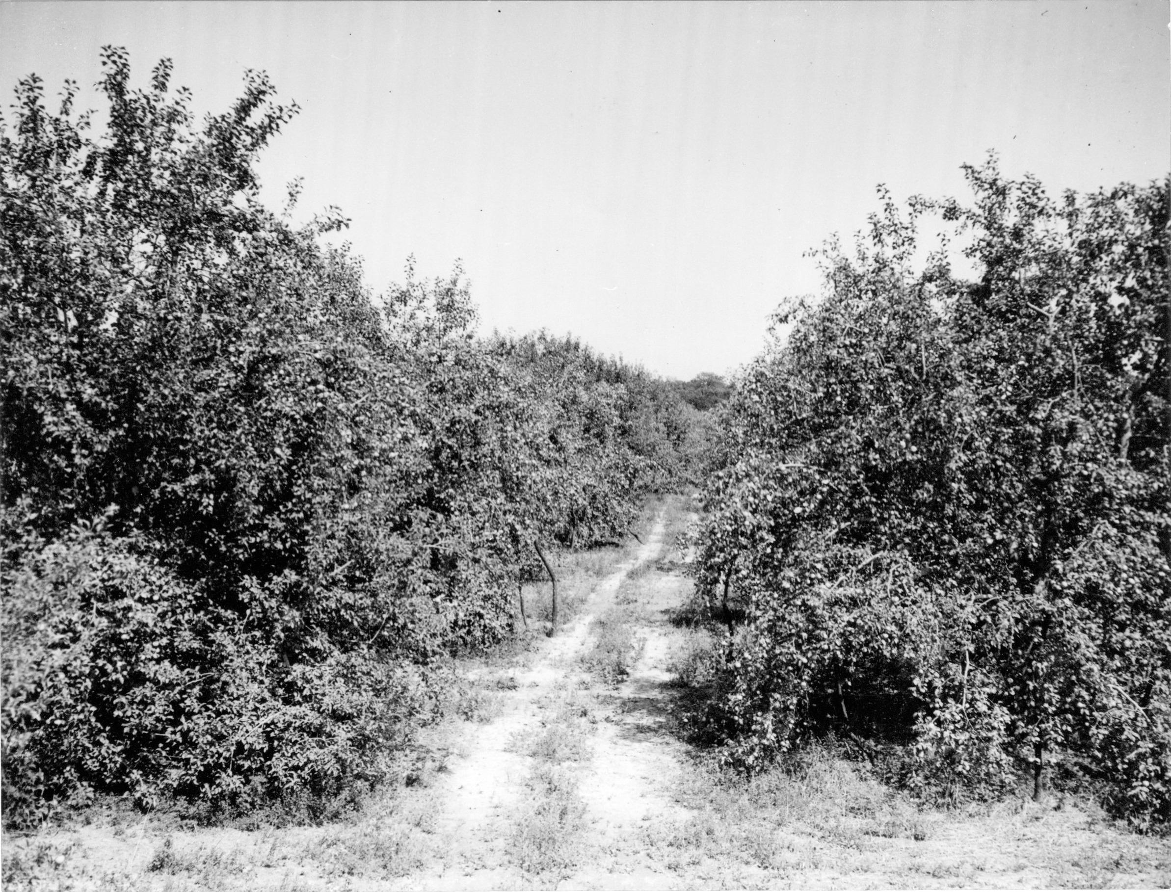 Photograph of Trees at the Brown Fruit Farm