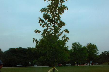 Bicentennial Charter Oak