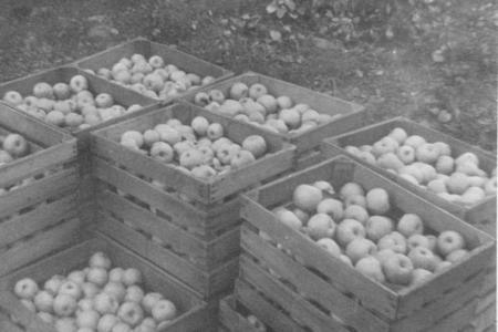 Photograph Labeled “Picking Time” of Apples on the Brown Fruit Farm