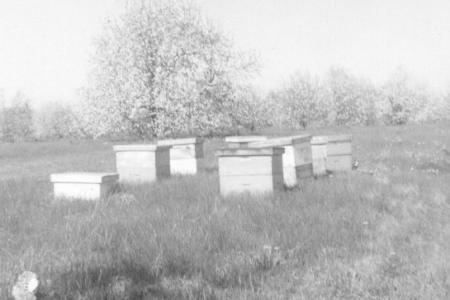 Photograph of Beehives at the Brown Fruit Farm