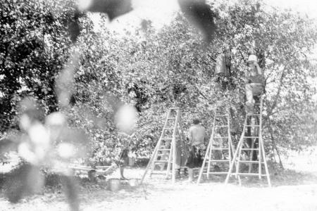 Photograph of Cherry Pickers on the Brown Fruit Farm
