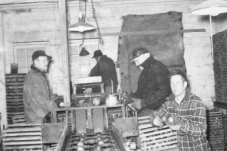 Photograph of Workers Grading Apples on the Brown Fruit Farm
