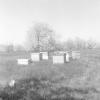 Photograph of Beehives at the Brown Fruit Farm