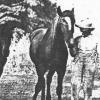 Photograph of Gardner Family Men with Horses